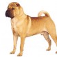 shar-pei