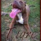 Tigre 6 meses .
Mi Pitbull de 6 meses