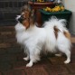 madre de la camada
mi papillon Janis Joplin (FCI-Pedigree)
hija de mi papillon Rebecca, German Champion de Belleza de Alemania, Club Champion Alemania,
Joven Champion
