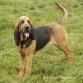 bloodhound