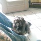 Este es mi Perro Shi-tzu
y busco perritas
pedigree para ke se crucen 
con el :D