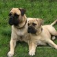 bullmastiff