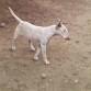 Cachorra de raza Bull Terrie Ingles, la cual es hija de la "Wera" ella tiene una edad de 9 meses, es una cachorra muuuuuuuuuuuy activa y por desendencia no tolera a los gatos, y cuando se encuentra con un canino desconocido, su temperamento es agresivo, y su nombre es "Gina"