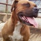 Ps aki toi yo, me dicen "Muñeca" kien sabe porque sera, apoko no se nota porque jejeje asi me llamo.  Soi de raza Boxer,  de tres años, diez meses de vida, se caracteriza por ser mui leal a lo que corresponde a su dueño devido a que su raza asi es por naturaleza, peeeeeeero ai una cosa no conciente a los desconocidos almenos q se le ordene q lo respete, pero esto solo suele suceder en territorio, aunq variando a ella no le interesa si el mundo se esta poniendo de cabeza (jejeje)