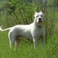 dogo argentino