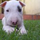 Cachorrito de bull terrier inglés