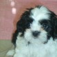 Soy un perrito precioso de raza Shih Tzu tengo 2 meses y me encanta el cabano, soy muy jugueton y dormilón.