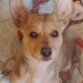 NOEL: HEMBRA, 5 MESES, RAZA PEQUEÑA, ES MUY BUENA CON PERROS Y NIÑOS.
Contacto: lorca-animal@hotmail.com ASUNTO:NÖEL