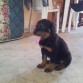 este lindo cahorritoooo es de raza rottweiler, tiene 2 meses 