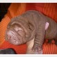 Shar pei Berek Chocolate de Lux Mundi - 10 días en la foto