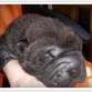 Shar pei Blackberry Black de Lux Mundi - 10 días en la foto