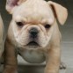 NUTIBARA BULLDOG  FRANCES