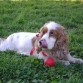 AQUI ESTOY EN UNA LINDA PLAZA CERCA DE MI CASA, ESTOY CON MI PELOTA PREFERIDA JUGANDO CON MI AMA.