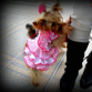 venta de vestidos de gitana para perros y de curro