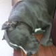 Aqui esta Mi APBT Monster Blue Dormido,

Esta disponible para maquila, cualquier duda mandame un mensaje.