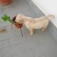 Este era el principio del motivo de que me quedara sin flores en la terraza
Pero ..... a ver quien tenía corazón de reñirle a una cosita tan chiquita