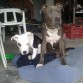 tayson y flow de pequeños