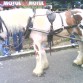 en la feria de carros