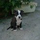 Este perro es el unico que salió negro como su mami, pero tiene los calcetines blancos!