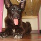 cachorro en adopcion, marron chocolate casi negro. (la foto no le hace justicia)