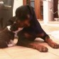 Rottie y baby Juju