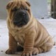 <a href="http://www.beyourdog.com">Preciosa la foto de este cachorro</a>