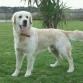 Duque , es un Golden Retriever de 1 año y 9 meses, color crema, muy simpático, cariñoso y con mucha vitalidad. Está completamente sano con todas sus vacunas y revisiones veterinarias, descartando cualquier tipo de enfermedad típica de la raza, tanto él como su ascendencia. Tiene pedigree, y en el Concurso Nacional de la Asociación Canina celebrada en Sevilla en Junio de 2012 , en la categoría de Joven, obtuvo el segundo puesto con la calificación de Excelente.