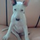 Ella es kendra mi bull terrier de 3 meses