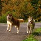 Jasper y Tundra corriendo y disfrutando del otoño