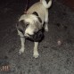 unaaa
pug hermOsaaa
la mejOr amiiga de la kyara
se llama 
lolaa tiene 6 meses esta 
peke kosiitha...