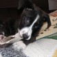 DORA: HEMBRA, 2 MESES Y MEDIO, SE LLEVA BIEN CON PERROS Y GATOS, MIX BORDED COLLIE
Contacto: lorca-animal@hotmail.com ASUNTO:DORA