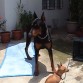 Este es mi doberman Neron y mi chiguagua Pinky.
Neron tine 09 meses y pinky 07 años