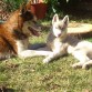 Bierko y Sasha... Descansando al sol...