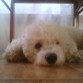 perritoo poodle chiilenitoo xd 
 muy jugueton ! C; 