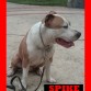 se llama spike espiga en español,esta foto es tomada en caracas en el junquito a sus 11 meses de edad.