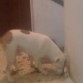 mi pitbull djalma que busca una novia se ofrece para montas..