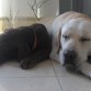 golfo y nano