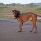 MI PERRO ES UN XOLOITZCUINTLE ERA UN PERRO DE REYES POR SUS DOTES CURATIVOS Y COMO PUEDEN VER AHORA LLEVA VIDA DE REY DE VAGACIONES EN LAS PLAYAS DE MICHOACAN