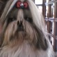 MI SHIH TZU NUSCA NOVIA