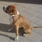 Bruc de Cans Juansa (Pirri para la familia)
tiene mui buen pedigree,ha hecho ya varias montas con excelentes camadas.
si quereis mas informacion poneros en contacto al 677334402