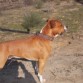 Bruc de Cans Juansa (Pirri para la familia)
tiene mui buen pedigree,ha hecho ya varias montas con excelentes camadas.
si quereis mas informacion poneros en contacto al 677334402