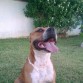 Bruc de Cans Juansa (Pirri para la familia)
tiene mui buen pedigree,ha hecho ya varias montas con excelentes camadas.
si quereis mas informacion poneros en contacto al 677334402