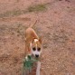 Iris rompiendo la pelota