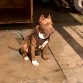 SE BUSCA NOVIA PARA ESTE PERRO , ES HIJO DE TYSON (CAMPEON EN ARRASTRE)