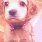 Mi perrita katy distraida por mi mano xd es muy linda.... la amoo