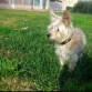 Mi hermosa perrita jugando en el parque. 