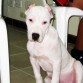 Pitbull De 4 Meses