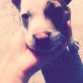 mi cachorro pitbull "Messi"