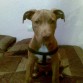 tremendo pitt bull mexicano RED NOSE