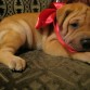 Su madre es Shar Pei americano, pero como no sabemos de bien a bien quién fué su padre, mejor la registré como "mestiza". De raza pura, mestiza, qué más da? Es adorable, super inteligente y toda una ternura <3